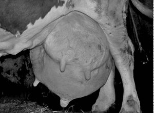 mastitis