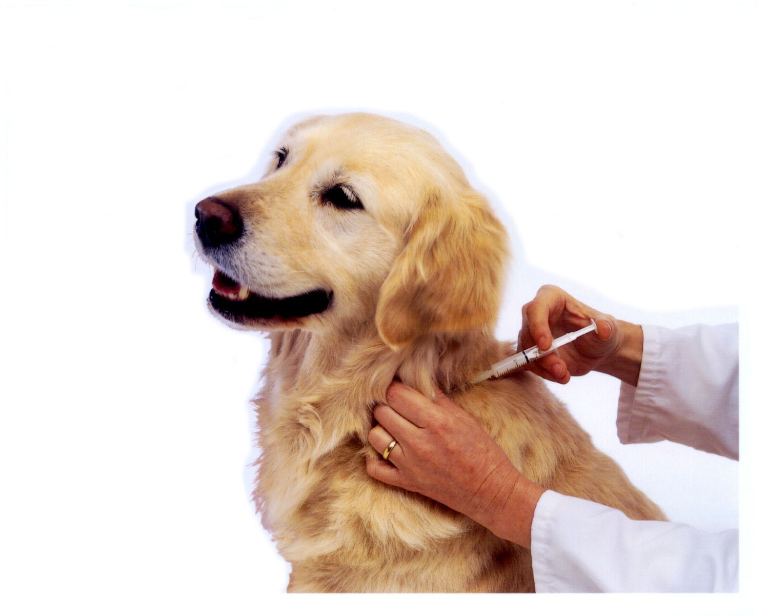 vaccinations-animal-care-and-control
